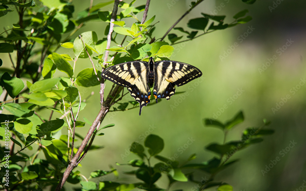 Fototapeta premium tiger swallowtail butterfly on bush
