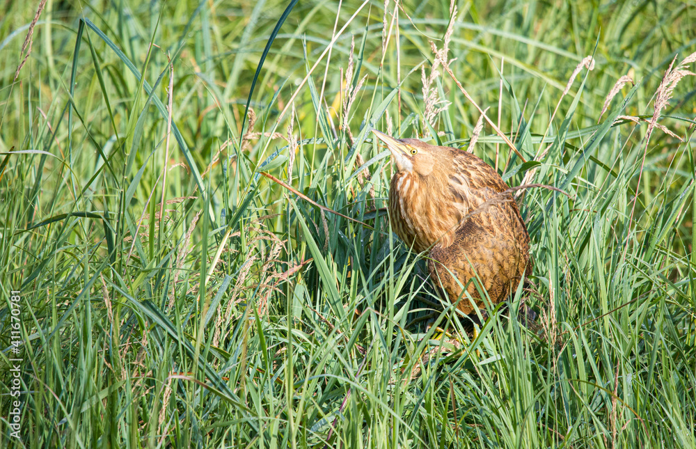 American bittern fishing from shore American bittern fishing from shore