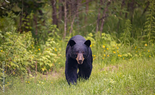 black bear approaching camera 