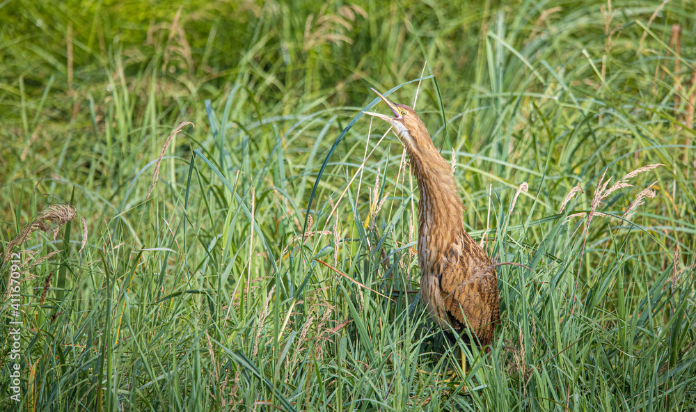 American bittern fishing from shore American bittern fishing from shore