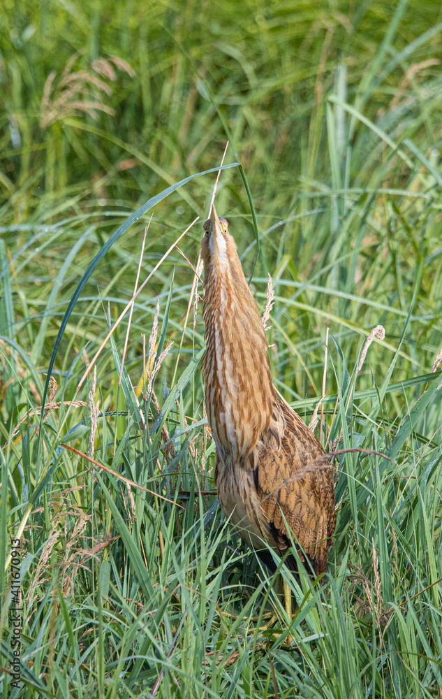 American bittern fishing from shore American bittern fishing from shore