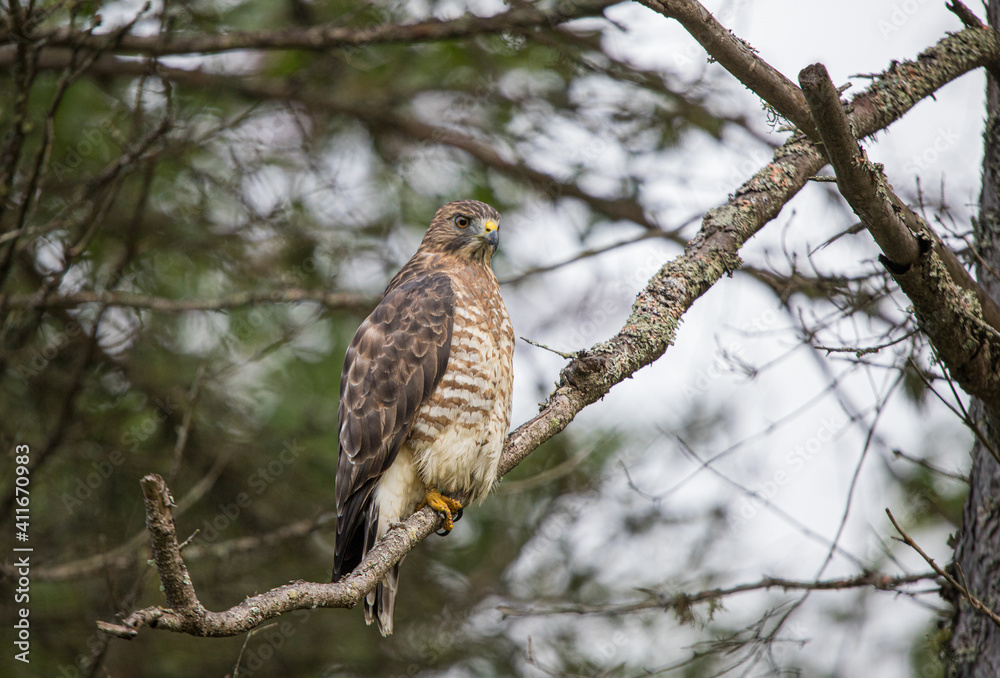 Cooper's hawk hunting from tree