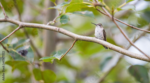 ruby throated hummingbird in forest