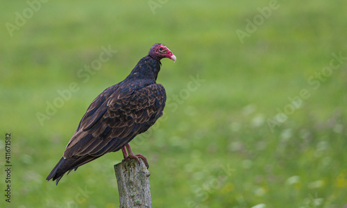 Wallpaper Mural turkey vulture on wooden post Torontodigital.ca