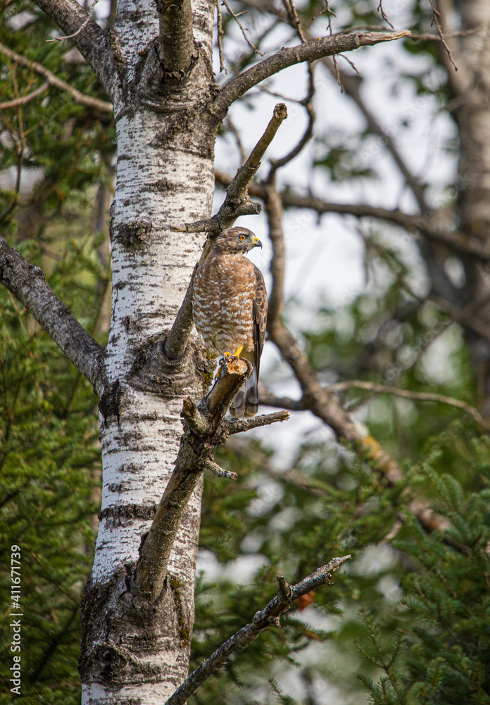 Cooper's hawk hunting from tree branch Cooper's hawk hunting from tree branch