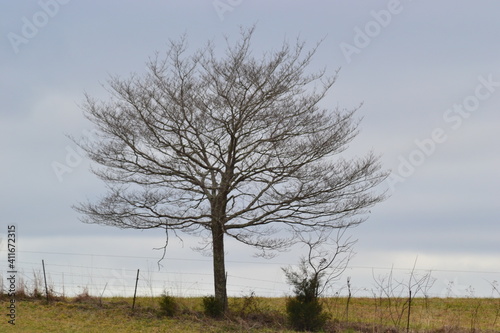 tree in the field