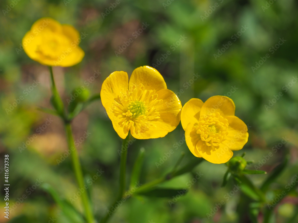 Common Buttercup, bright yellow, small flowers, close up. Meadow Ranunculus acris, is a species of wild, flowering plants in Ranunculaceae family. Fresh, tall buttercup have five overlapping petals. Common Buttercup, bright yellow, small flowers, close up. Meadow Ranunculus acris, is a species of wild, flowering plants in Ranunculaceae family. Fresh, tall buttercup have five overlapping petals.