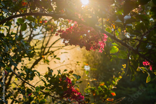 sun rays in the forest