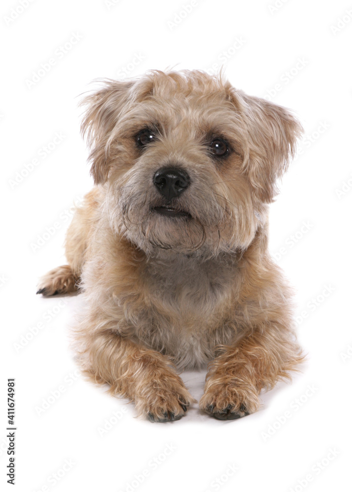 Border Terrier Dog