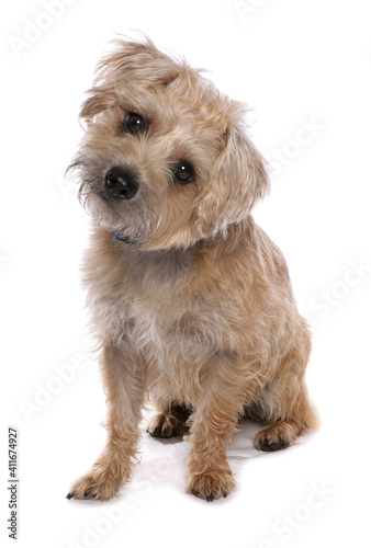 Fototapeta Naklejka Na Ścianę i Meble -  Border Terrier Dog