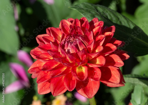 Isolated View of a Single Sunlit Coral Red Decorative Variety Dahlia Flower Against an Out of Focus Garden Background