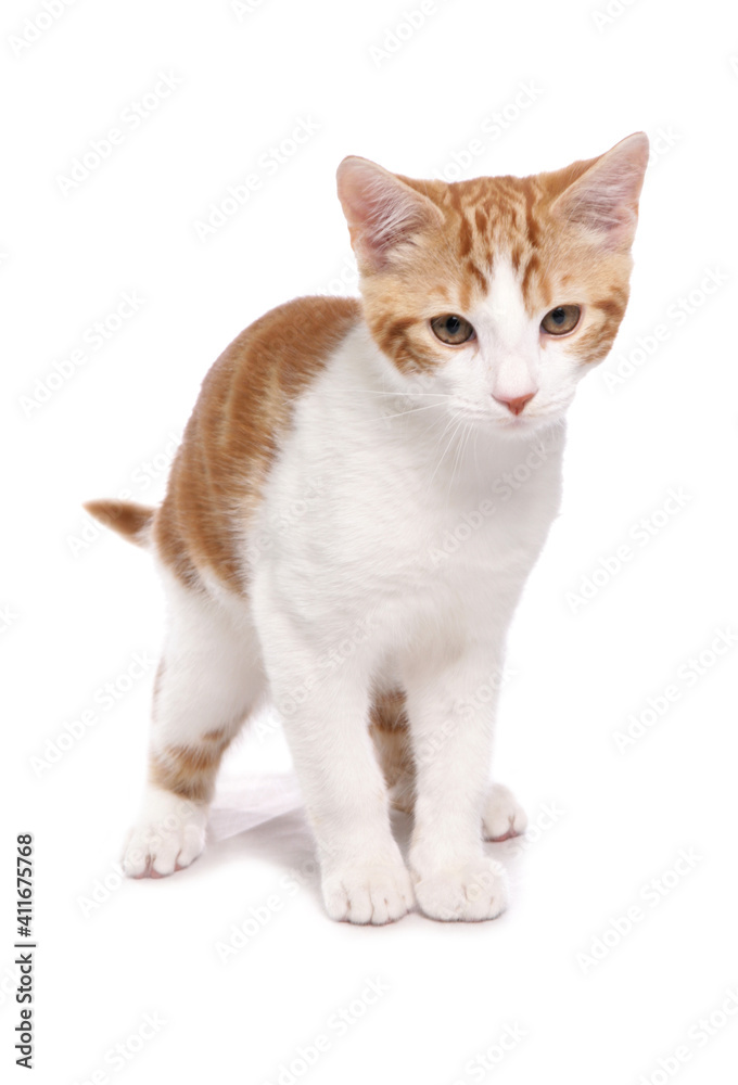 Ginger and White Cat
