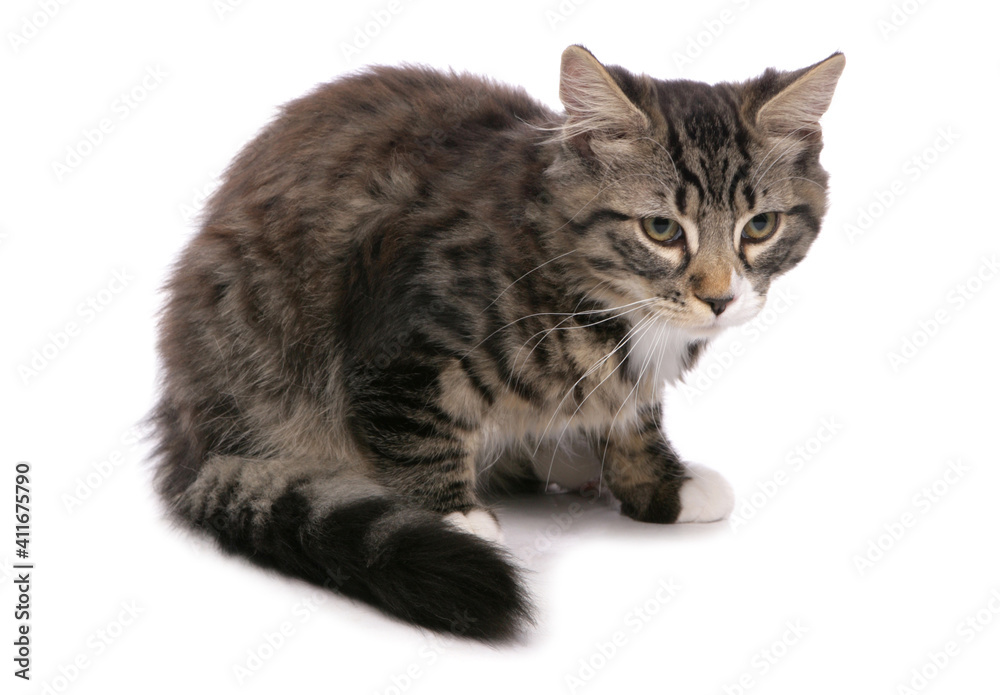 Fototapeta premium Tabby Cat