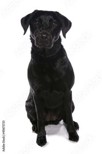 Black Labrador Retriever