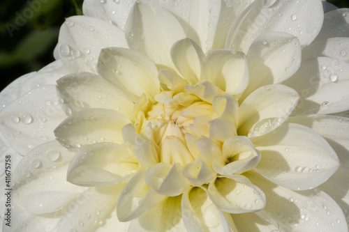 A Close Up View of a Single Sunlit Ivory Colored Decorative Variety Dahlia Flower Filling the Picture Frame