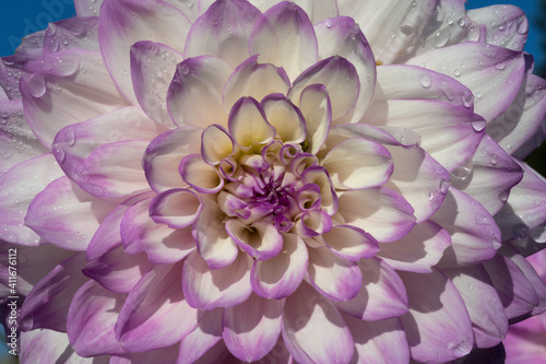 A Close Up View of a Single Sunlit Vibrant White and Pink Tipped Decorative Variety Dahlia Flower Filling the Picture Frame