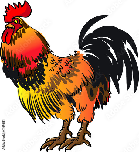 vector drawing chicken cock illustration
