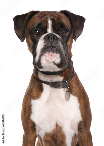 Boxer dog portrait © Chris Brignell