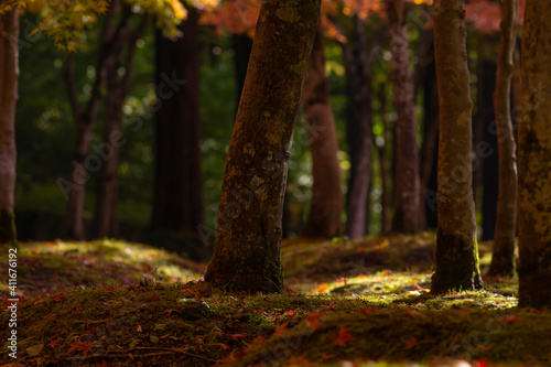 秋晴れのもみじの林 © zikko2020