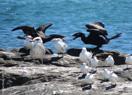 group of pelicans