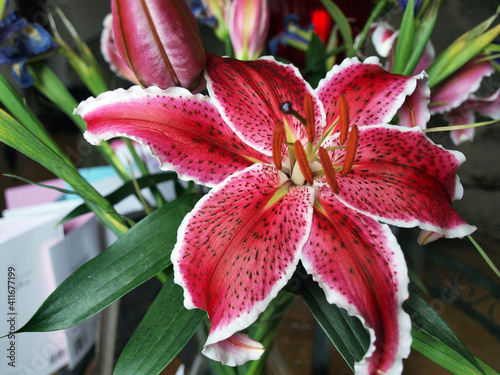 Billede på lærred lily flower - closeup