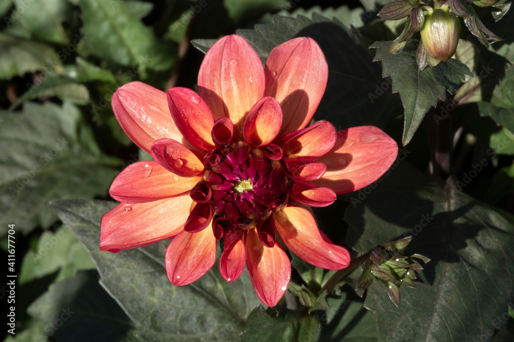 Isolated View of a Single Sunlit Vibrant Orange, Maroon and Yellow Dahlia Flower Against an Out of Focus Garden Background Isolated View of a Single Sunlit Vibrant Orange, Maroon and Yellow Dahlia Flower Against an Out of Focus Garden Background