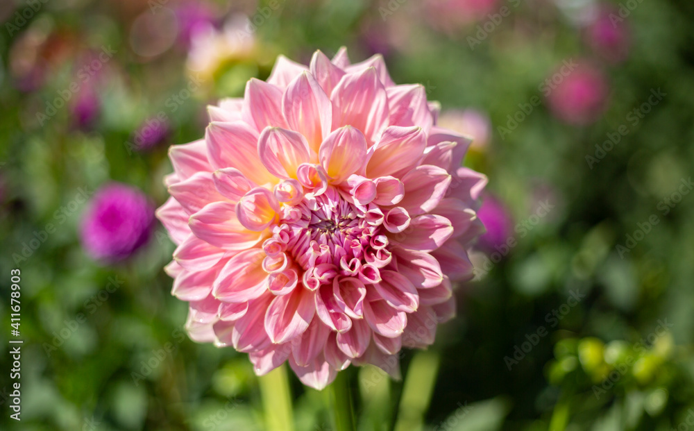 Fototapeta premium Isolated View of a Single Sunlit Soft Flamingo Pink Decorative Variety Dahlia Flower Against an Out of Focus Garden Background