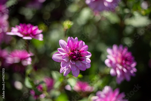 Close Up View of Sunlit Two-Toned Purple Colored Dahlia Flowers Against an Out of Focus Garden Background