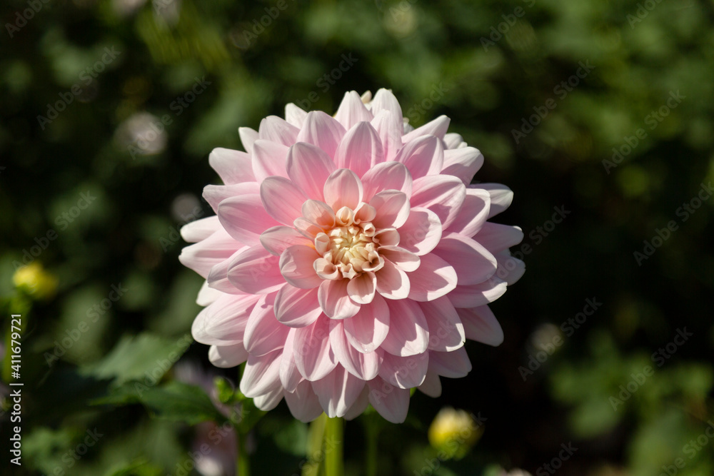 Obraz premium Isolated View of a Single Sunlit Pastel Blush Pink Decorative Variety Dahlia Flower Against an Out of Focus Garden Background