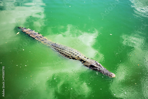 Crocodile in pond.