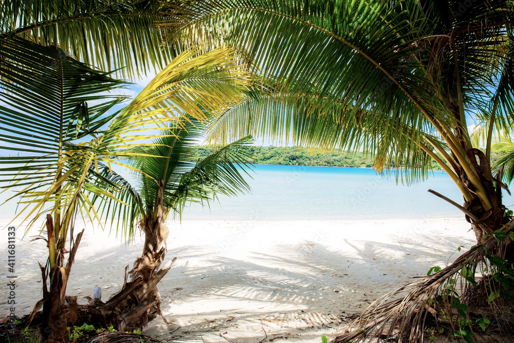 Palm tree on beach.