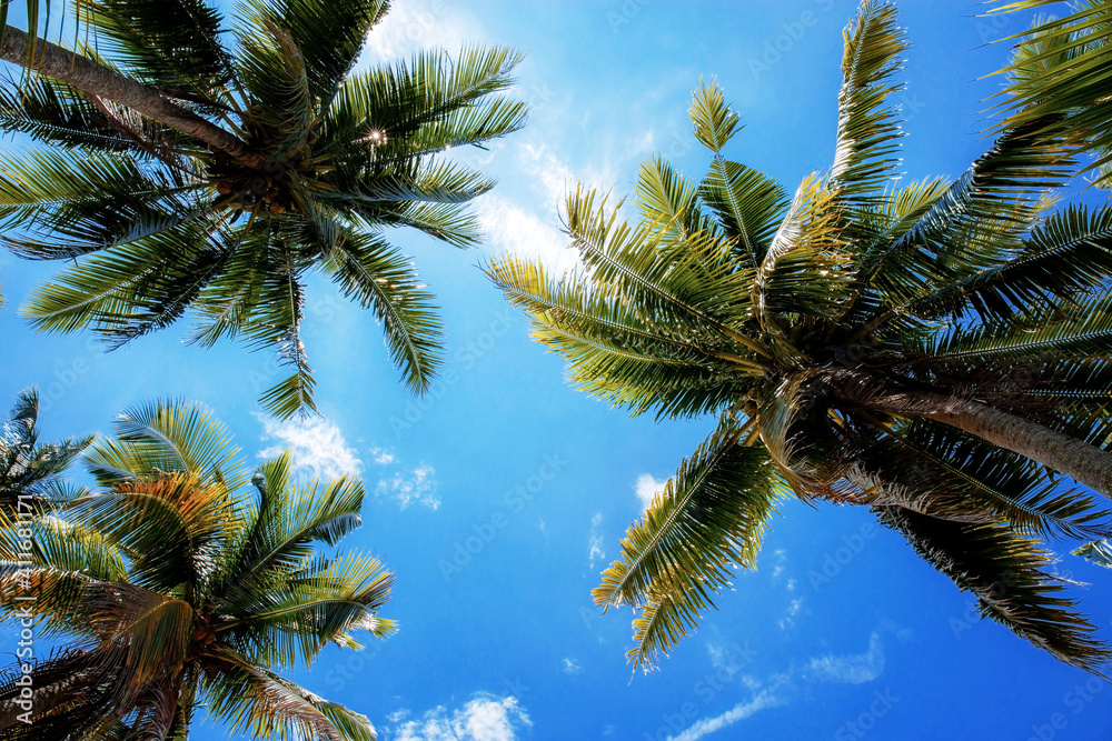 Palm tree with sunlight in summer.