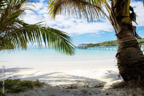 Palm tree on beach in summer.