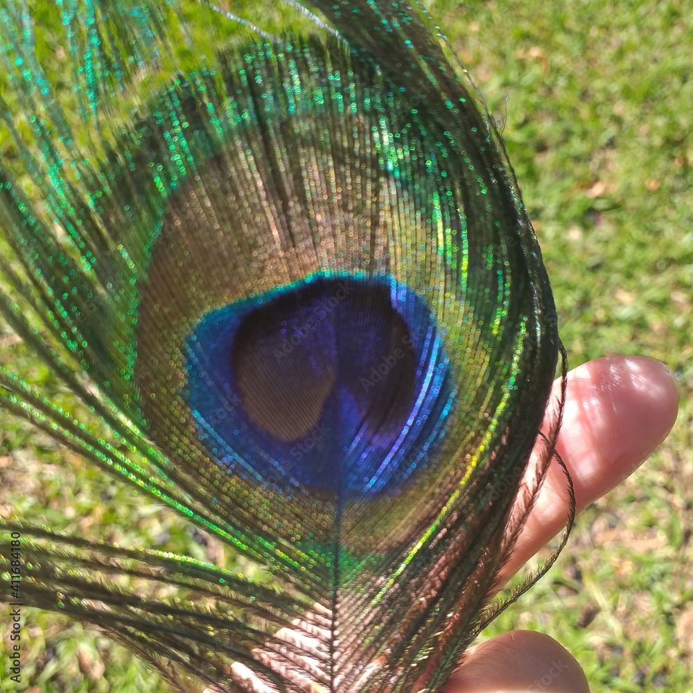 Obraz premium peacock with feathers