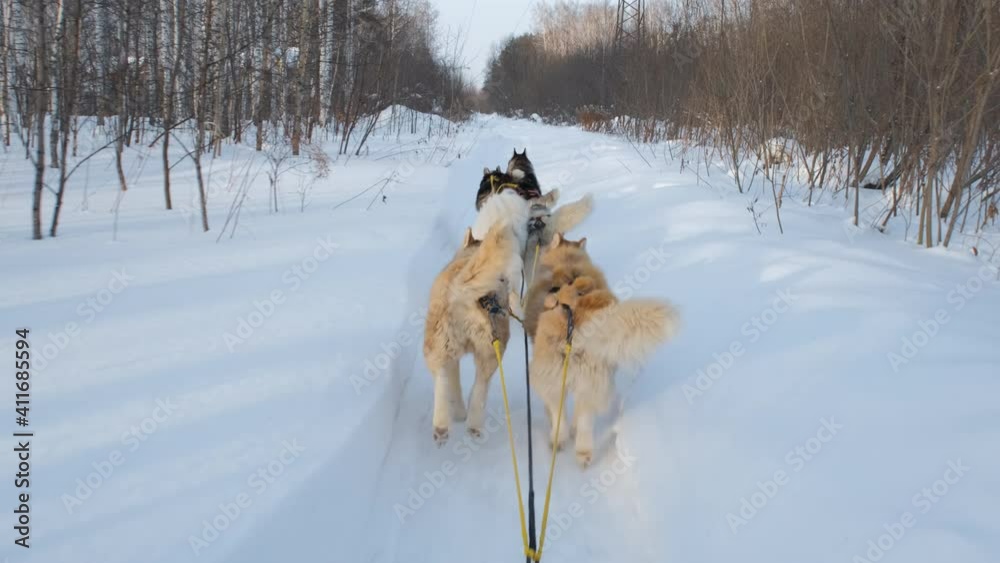 First Person View Shot of Siberian Husky Dogs Pulling Sled in Winter Day. Leisure and Winter Activities, Pets and Animals Concept First Person View Shot of Siberian Husky Dogs Pulling Sled in Winter Day. Leisure and Winter Activities, Pets and Animals Concept