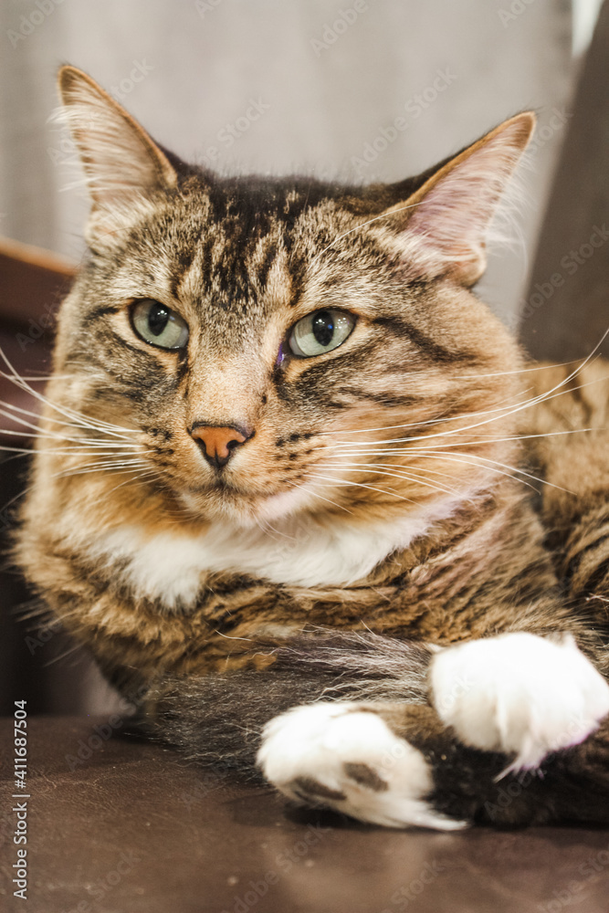 Fototapeta premium Maine coon tabby cat indoors