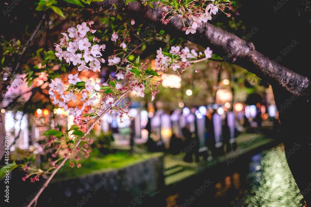 Obraz premium Sakura flowers and colorful lights in the night at river in Kyoto, Japan
