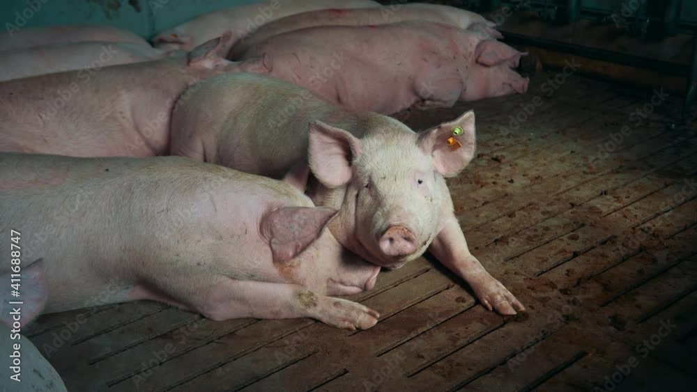 farm pig industry agriculture animal rural piglet