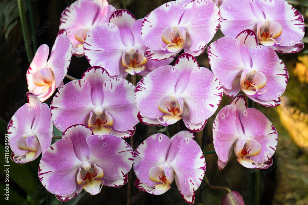 Ornamental plant in the garden