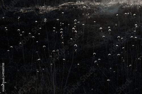 Moody colors flowers and broken flower on meadow at sunset