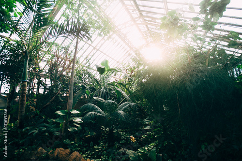 Greenhouse with tropical plants. Banana tree  monstera  palms. Sunlight