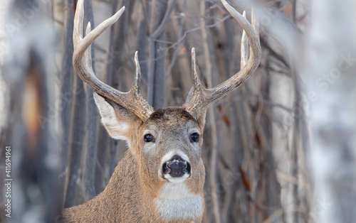 Whitetailed buck