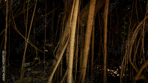 Aerial Root