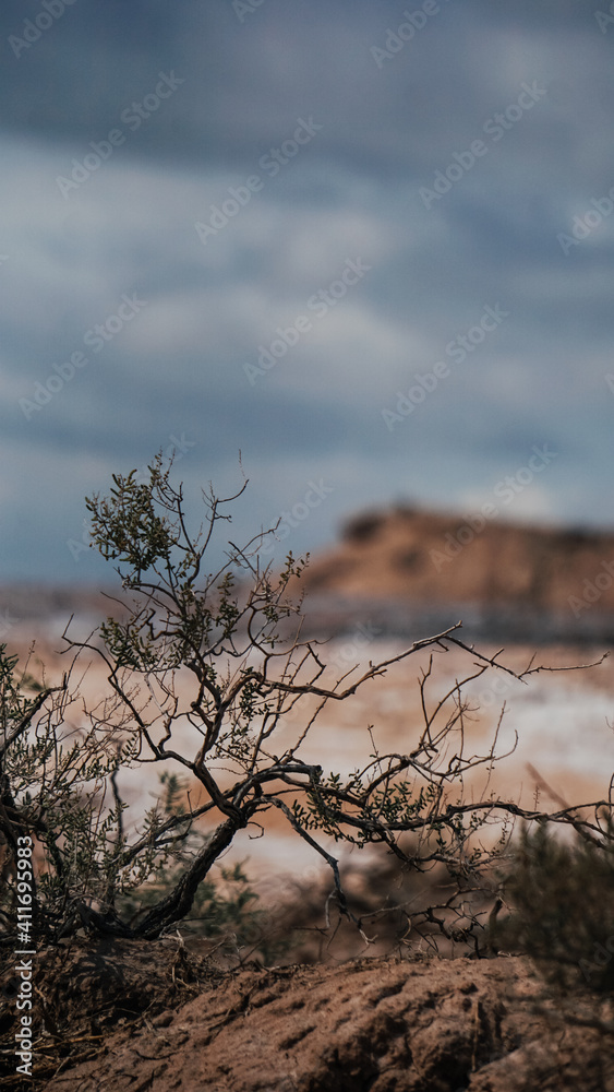 Desert plants with clouds. Small tree in the desert Desert plants with clouds. Small tree in the desert