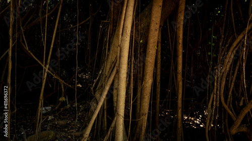 Aerial Root