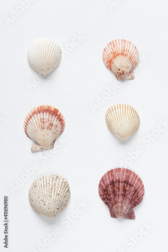 Various shells on a white backdrop. Natural marine theme background with copy space.