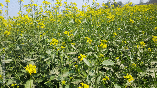 Blooming yellow flowers of mustard, in agriculture farm from Pakistan , Faisalabad, Asia