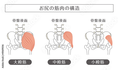 人間の体_お尻の筋肉 photo