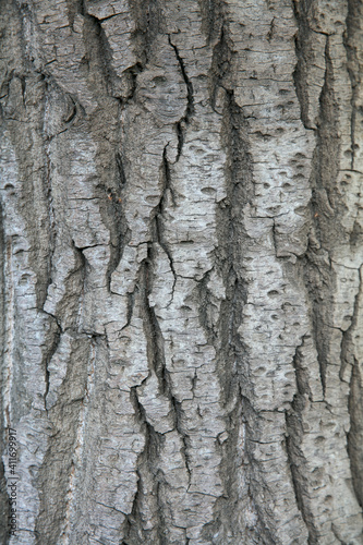 Fototapeta Naklejka Na Ścianę i Meble -  Bark texture background