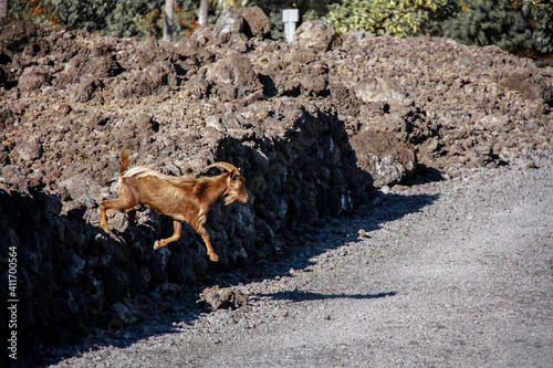 Big Island Hawaii USA - February 25 2019: A wild goat leaps across the rocky cliffs of Hawaii's Big Island.  photo